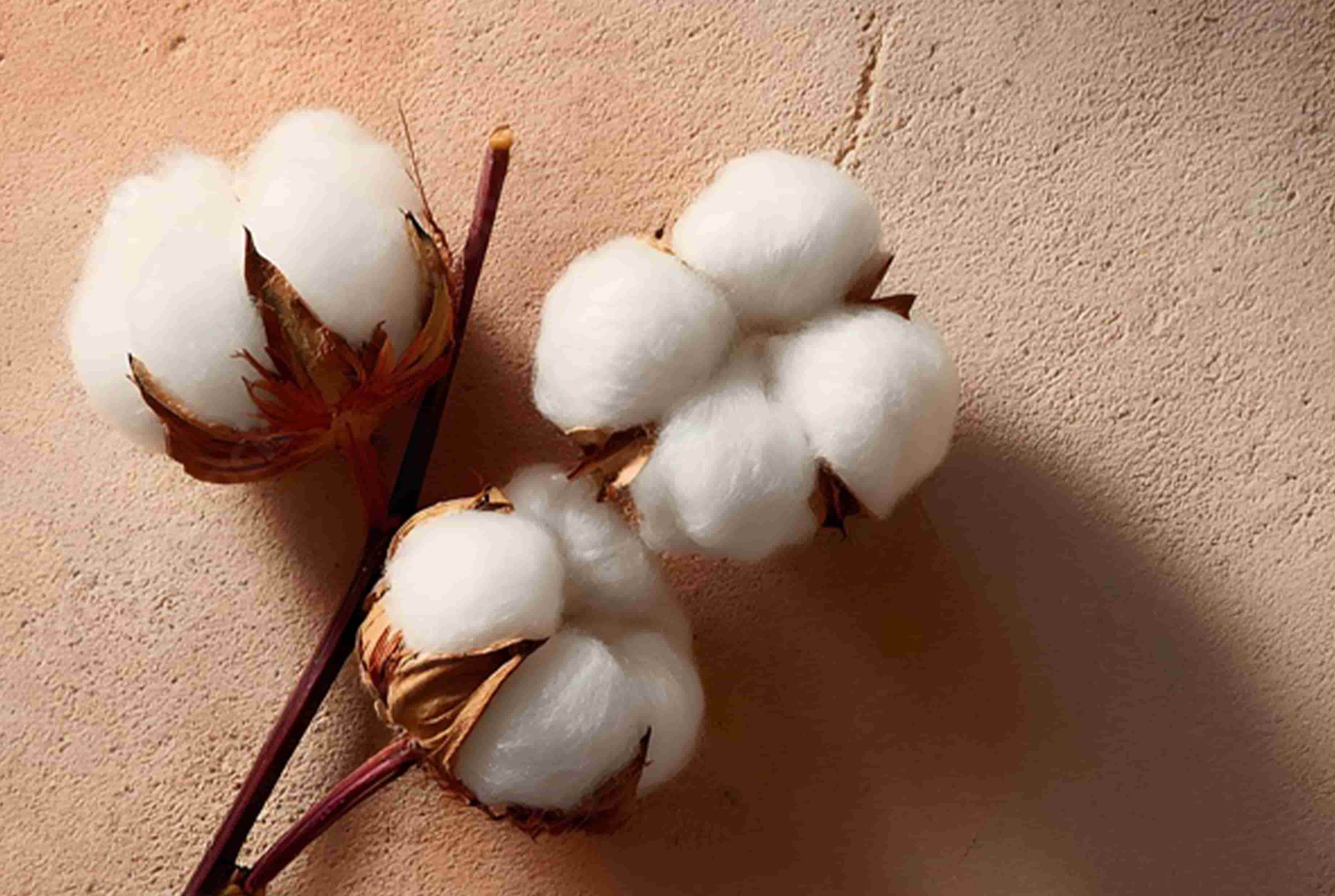 ギザコットンの写真